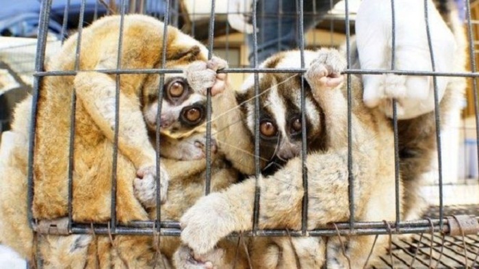 Indonesian lorises `saved from sale on Facebook`